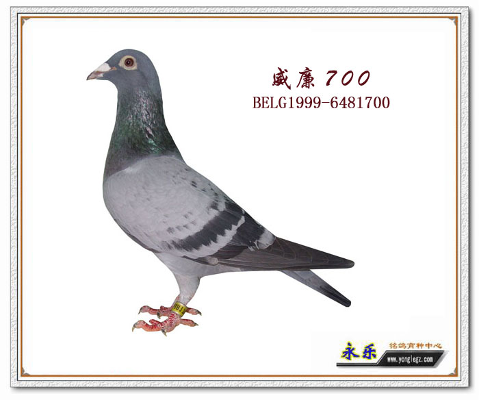 威廉700