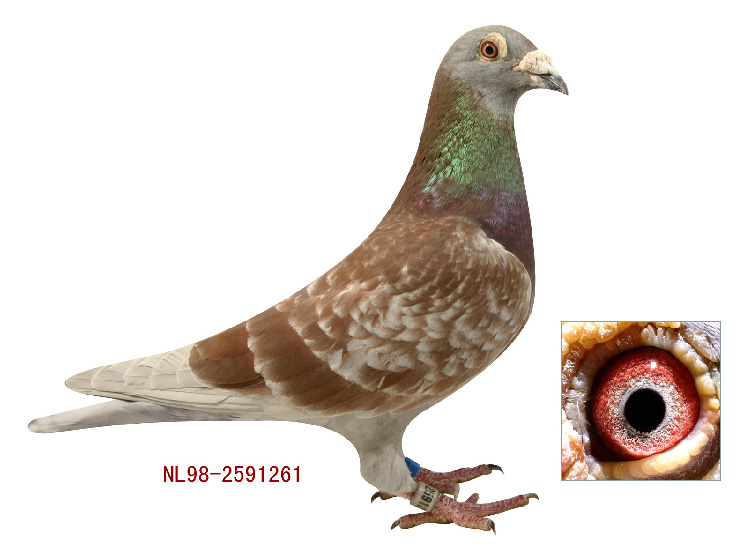 孙代之三羽 色:--收 藏:2人环 号:nl98-2591261性 别:雄目 录:詹森人