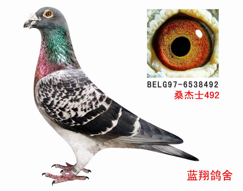 凡瑞特 桑杰士
