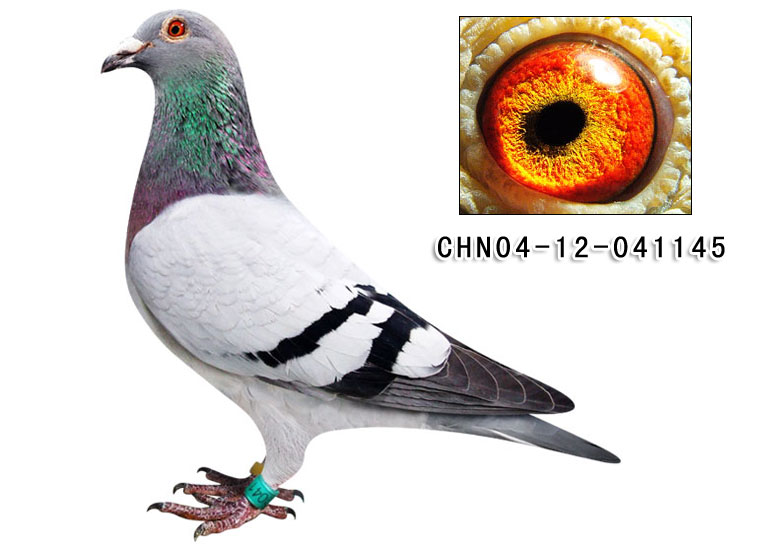 群鹰鸽系种雌"群鹰银狐"