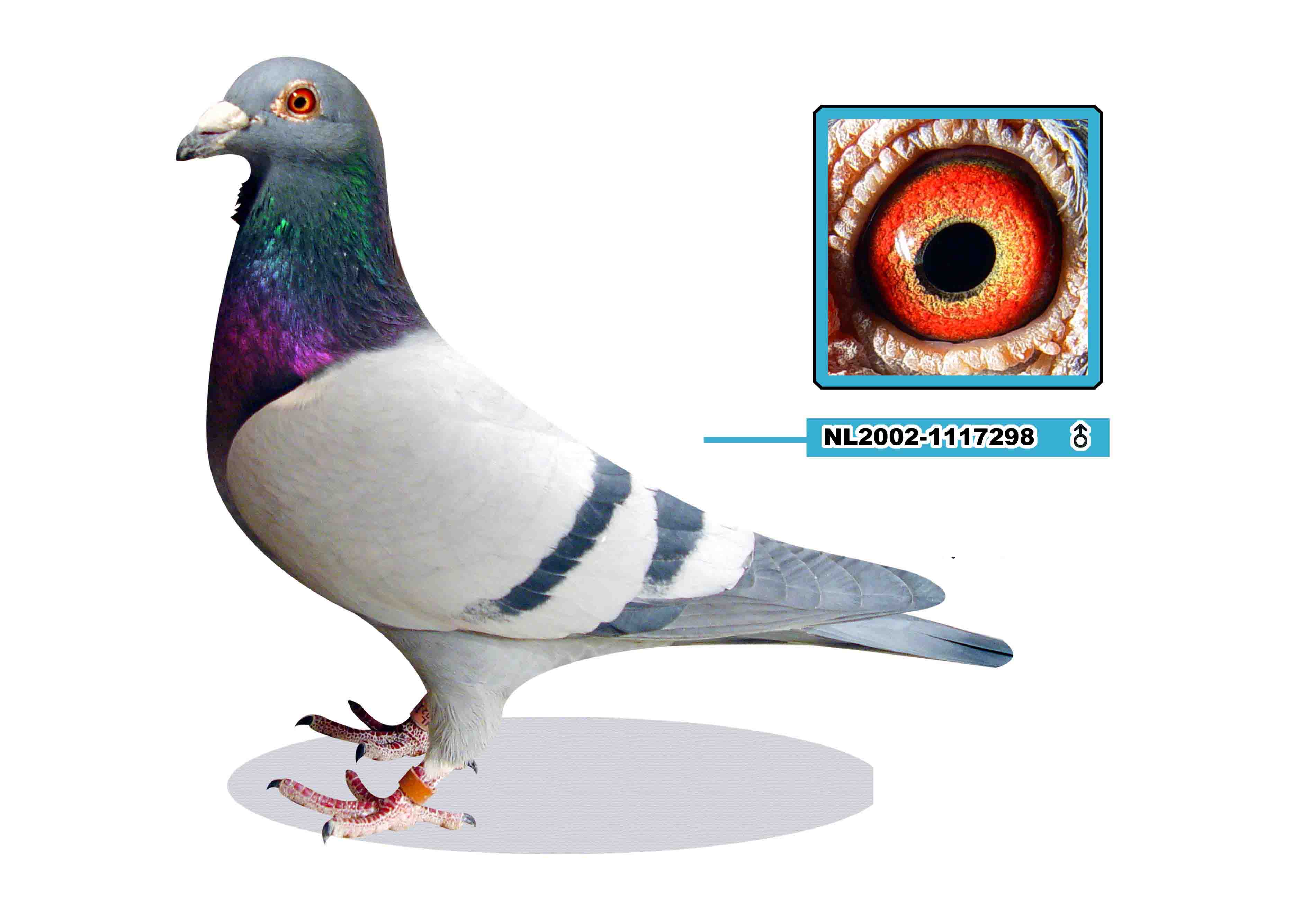 爱亚卡普盖比,500公里季军之父