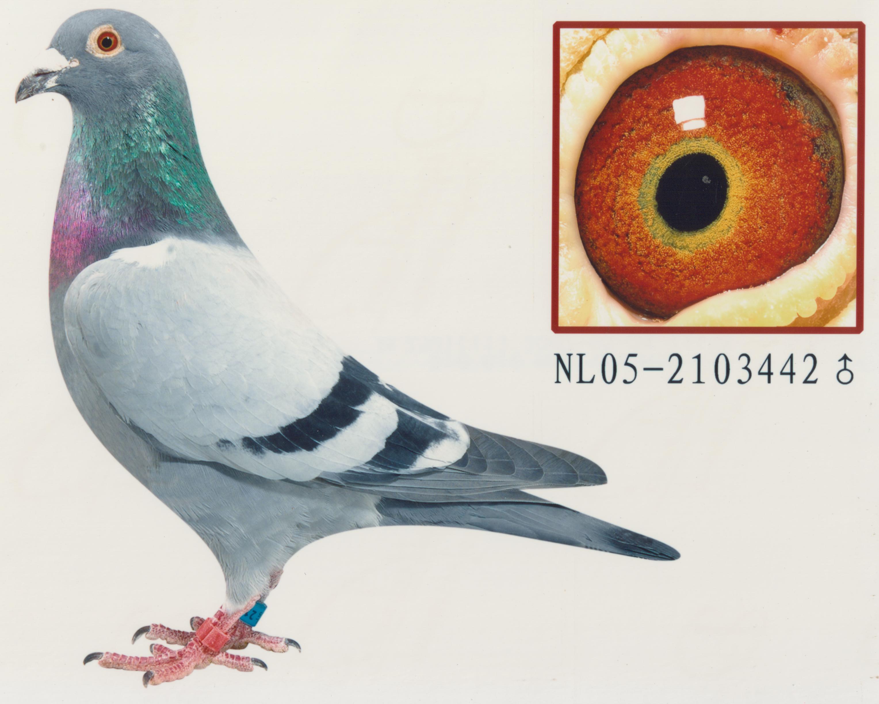 qq 鸽友圈 相关图片   信鸽特征                 编 号: 44106