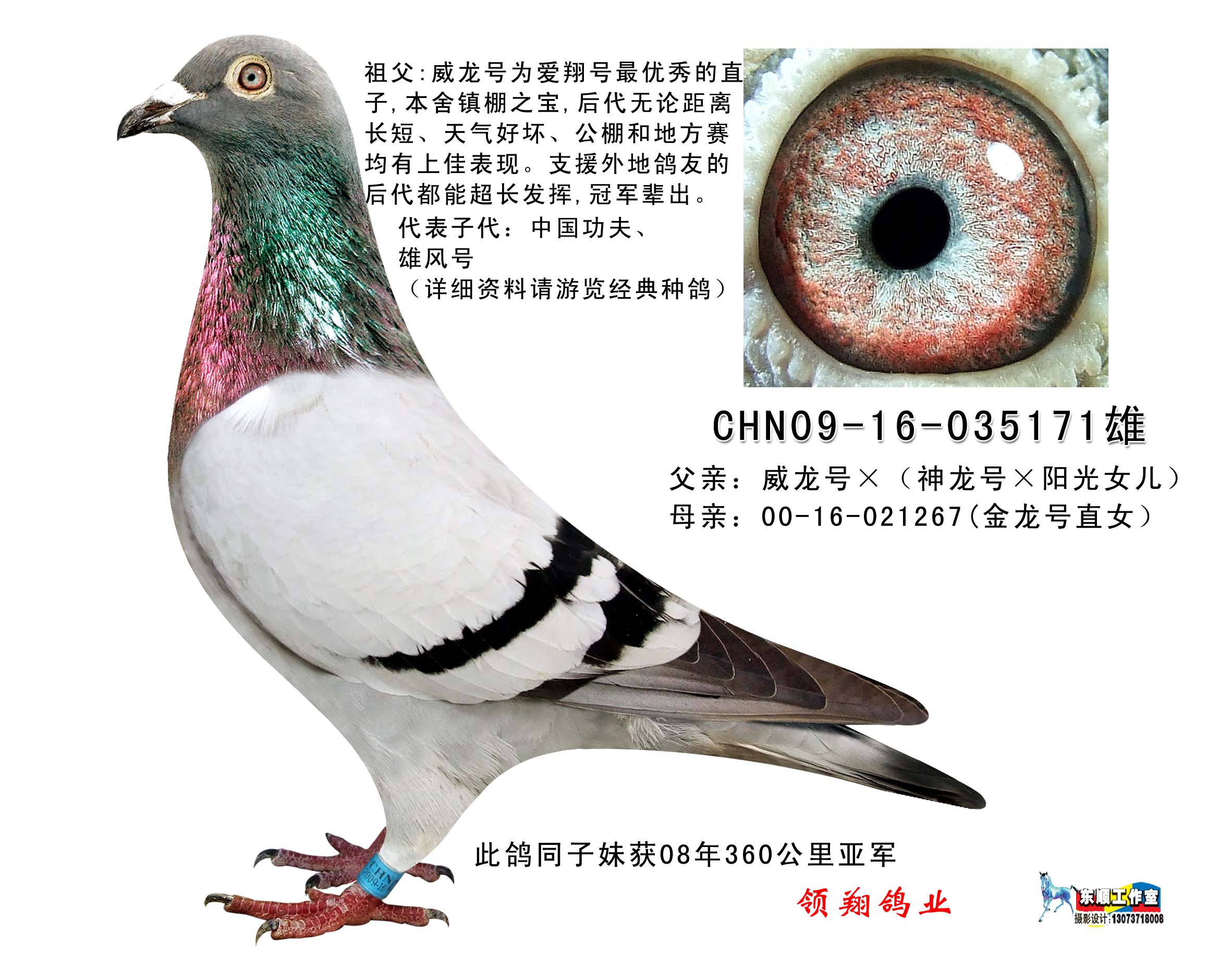 chn09-16-035171已售_河南爱翔鸽业_ ag188.