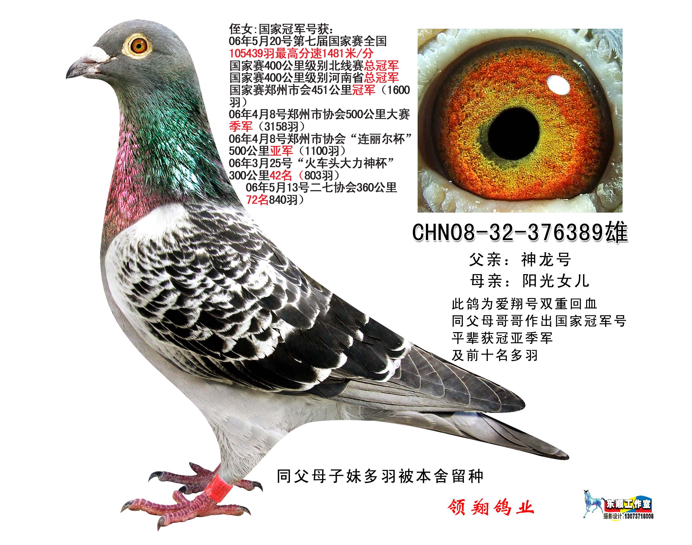 qq 鸽友圈 信鸽特征 编 号: 49160