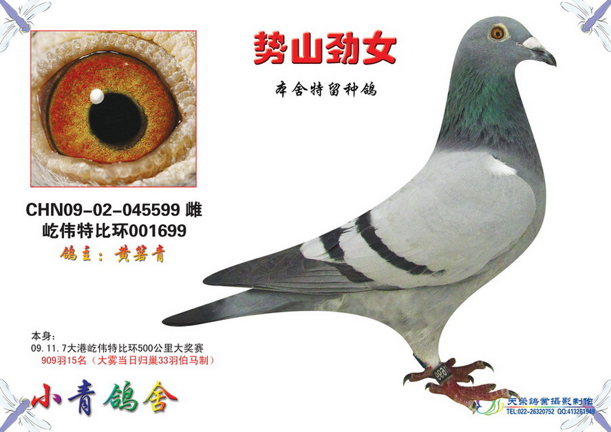 com爱鸽商城_中信网