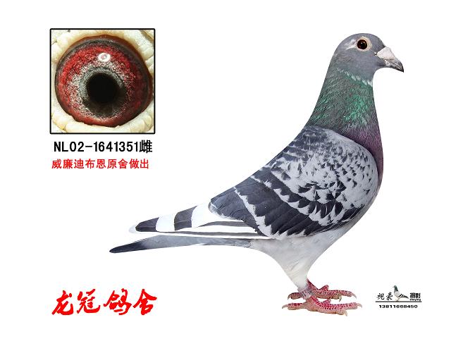威廉迪布恩原舍成绩鸽此鸽作为赠鸽赠送