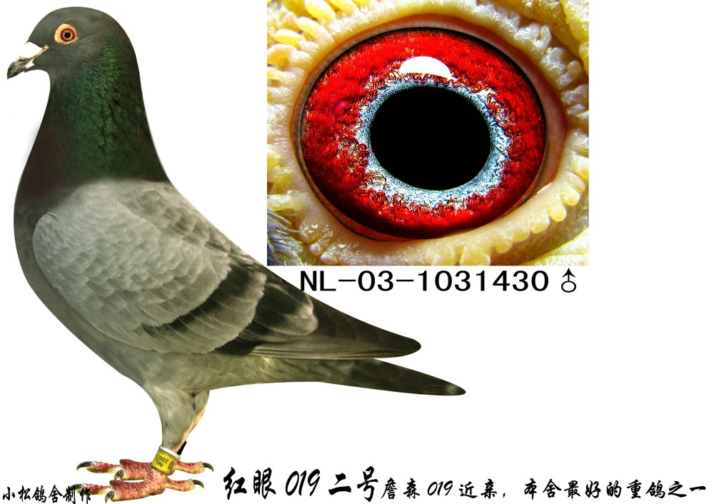 红眼019二号-昆明经典慕利门家族-中信网爱鸽商城