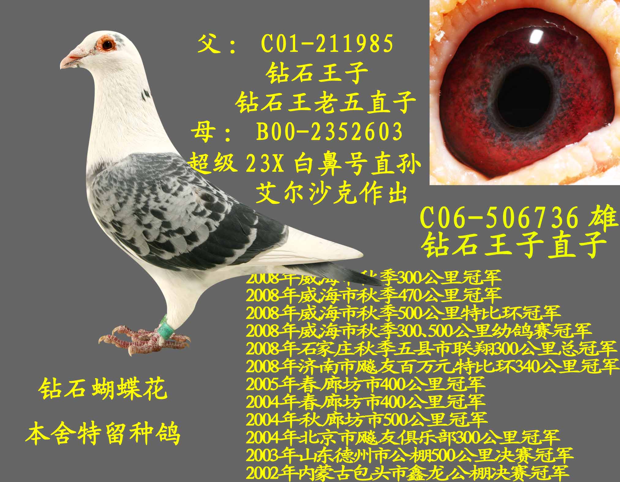王老五鸽业 - 中信网铭鸽展厅 www.ag188.com