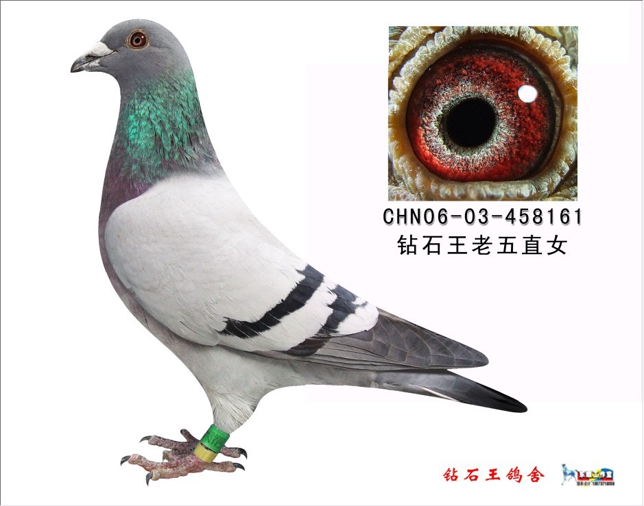 钻石王老五直女_钻石王鸽业_ ag188.com爱鸽商城_中国信鸽信息网