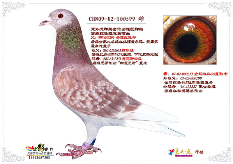 金环红狐99直女_天津天外天种鸽舍-中信网爱鸽商城