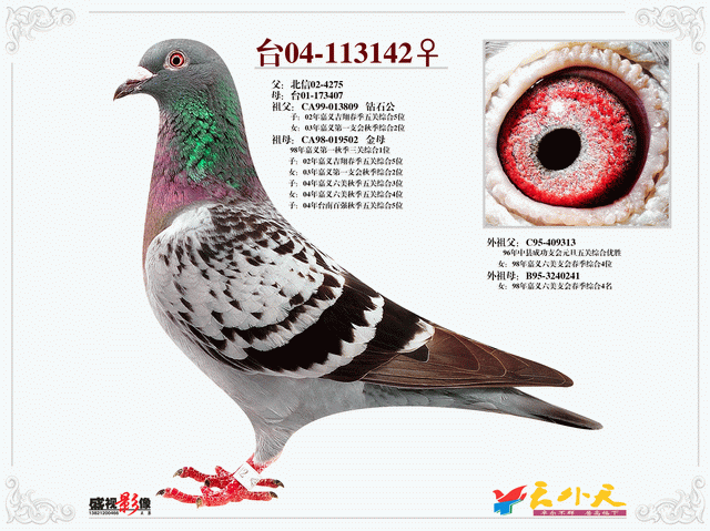 钻石公直孙142_天津天外天种鸽舍_ ag188.com爱鸽商城_中国信鸽信息网
