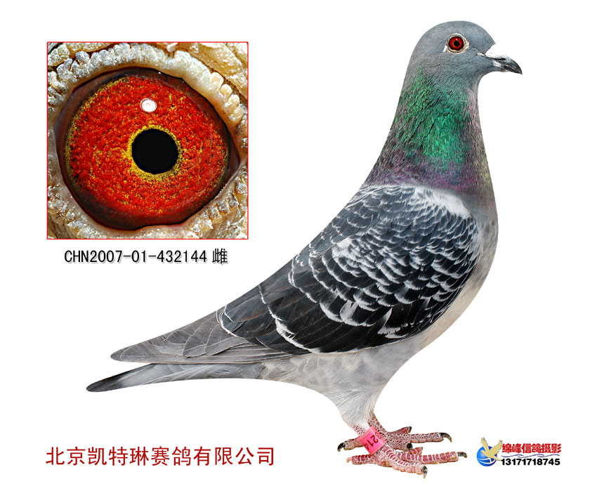 超级小美女17号_凯特琳赛鸽_ ag188.com爱鸽商城_中国信鸽信息网