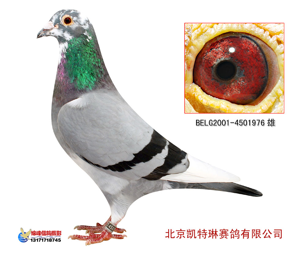 com爱鸽商城_中国信鸽信息网