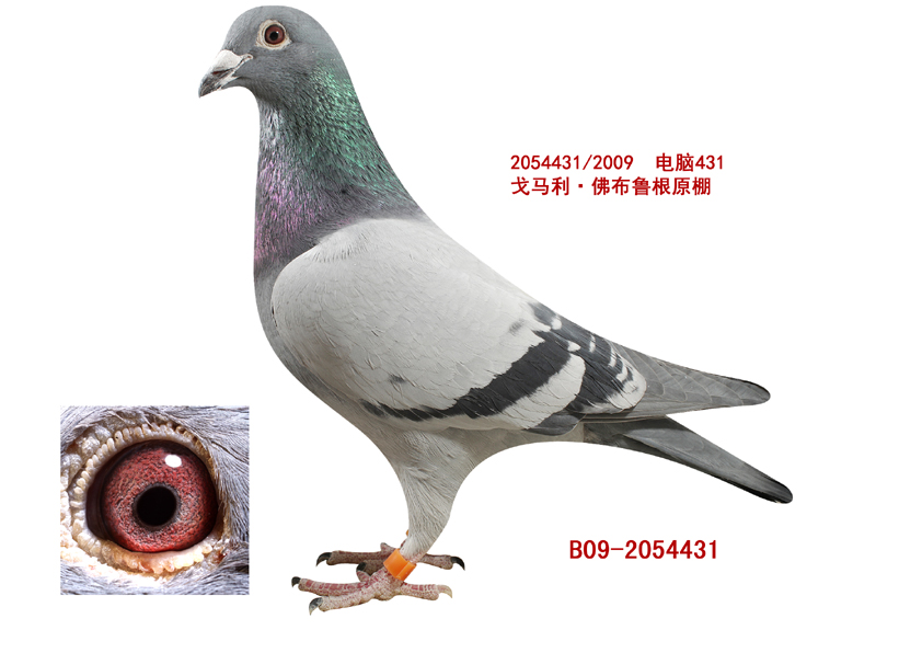 电脑431_王府子龙_ ag188.com爱鸽商城_中国信鸽信息网