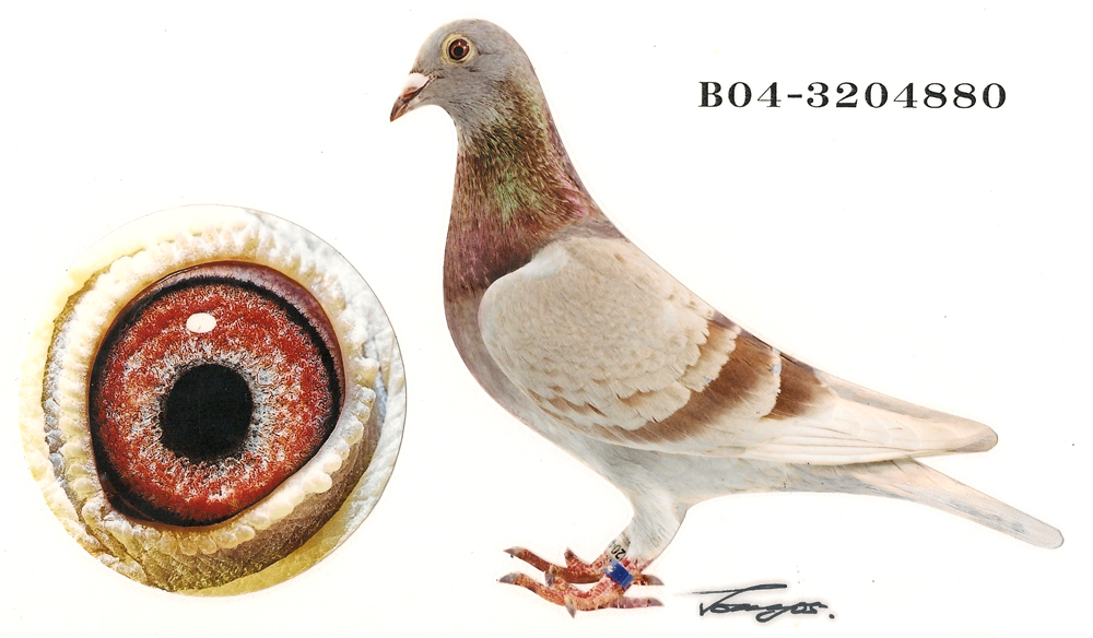 红玫瑰红鸦片直女.