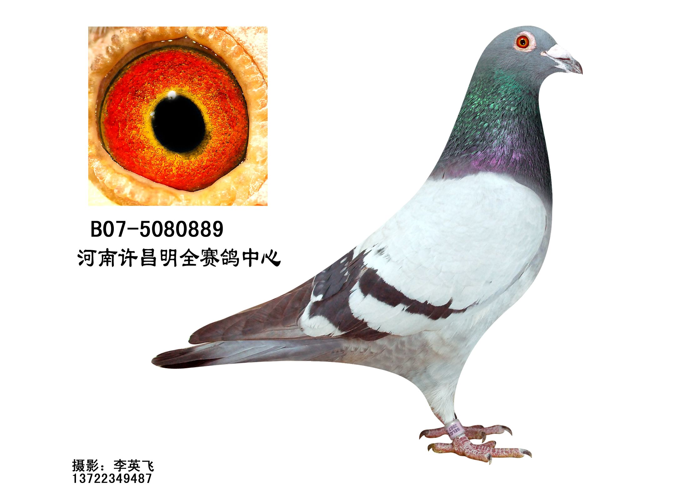 乔斯托内国家一号_中英信鸽养殖基地-中信网爱鸽商城