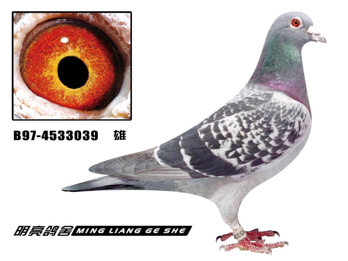 司翠克鲍特直系_北京李明亮鸽舍_ ag188.com爱鸽商城_中国信鸽信息网