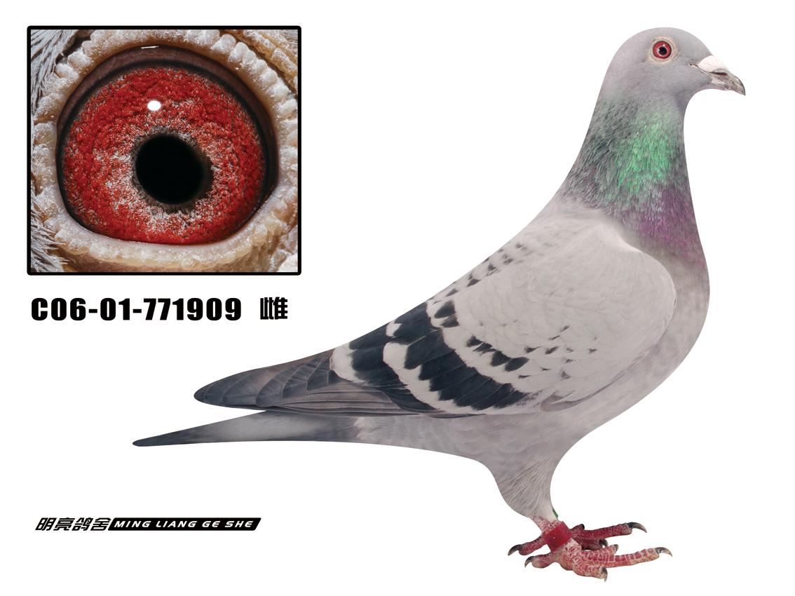 信鸽特征编 号:82341鸽 名:凡·艾尔扎克超级23直系近亲羽 色:雨点眼