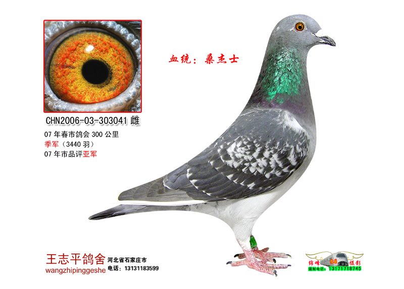 信鸽特征
