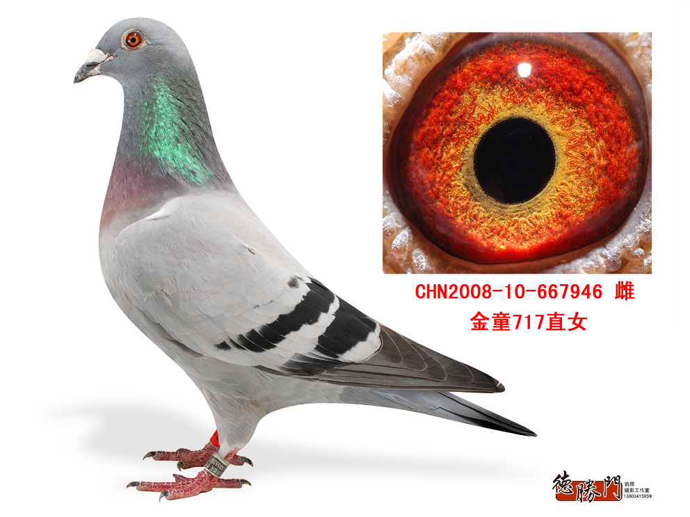 波西瓦—金童717直女