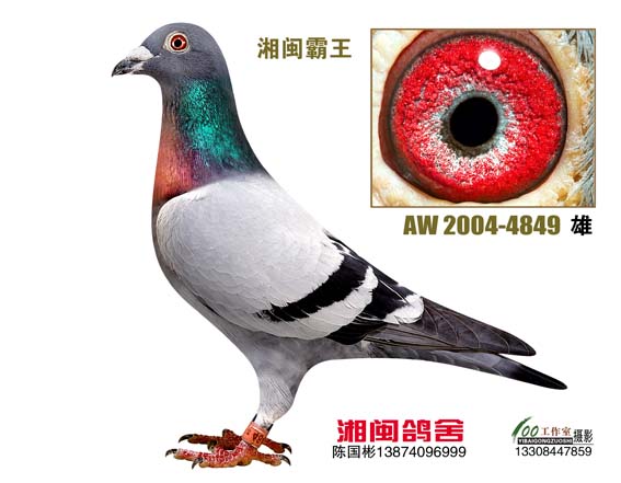 龚多拉斯 aw2004-4849