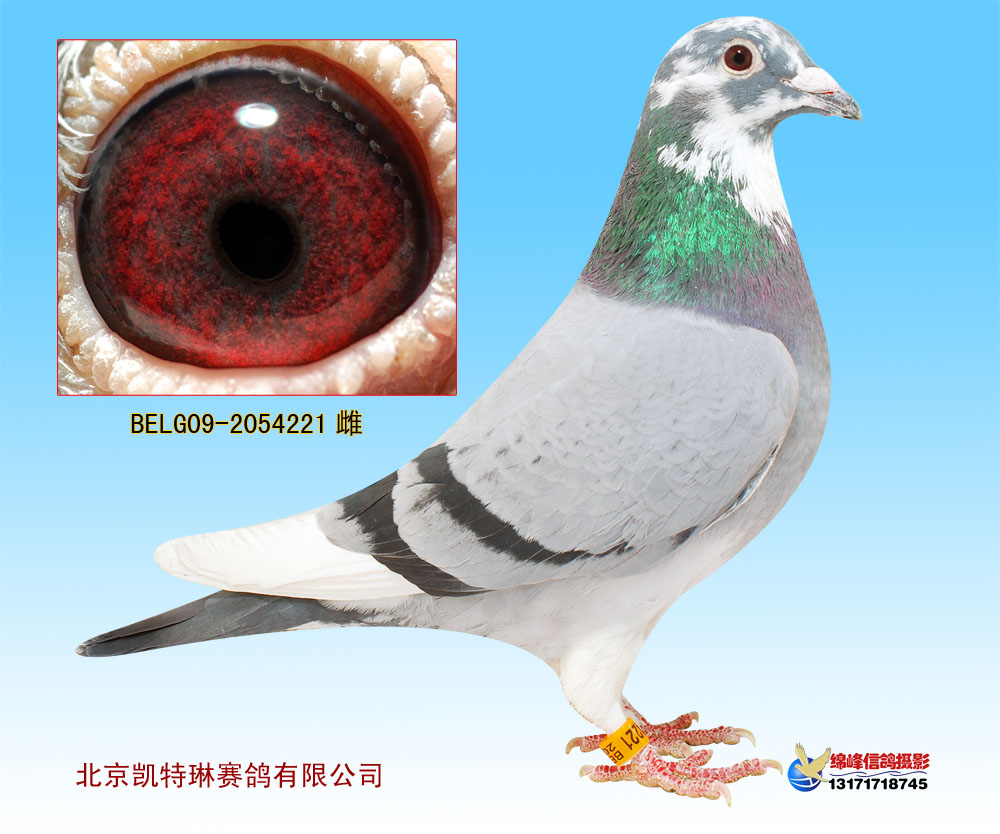 毛腿美女号_凯特琳赛鸽_ ag188.com爱鸽商城_中国信鸽信息网