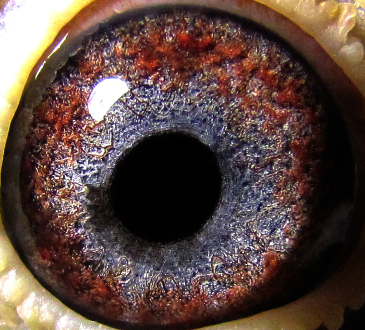 微信 qq 鸽友圈 相关图片   12年8月重拍 信鸽特征