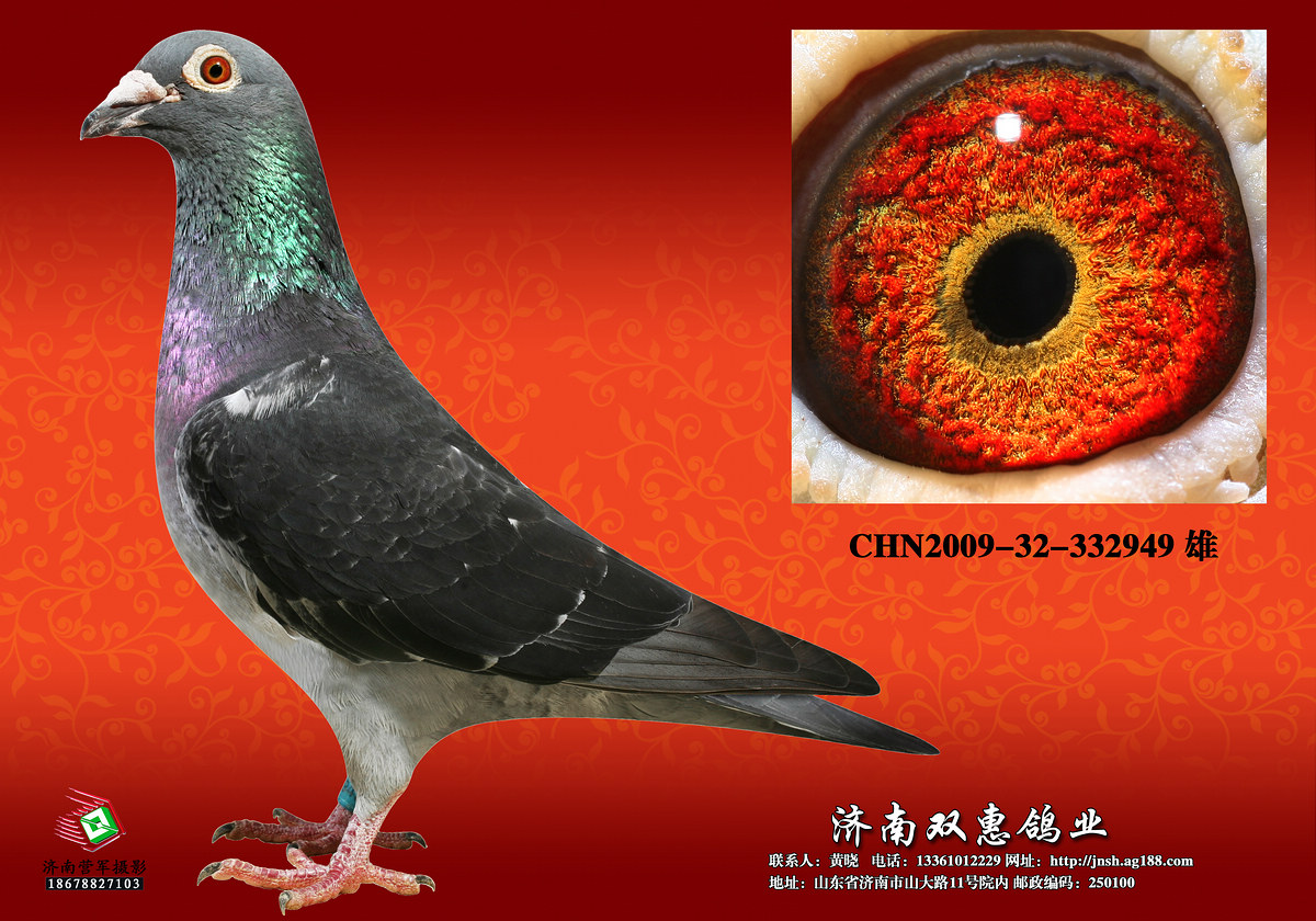 弗雷迪直子949【超级种鸽】