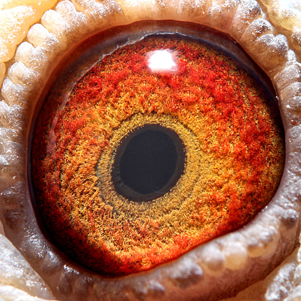 203_喜娟胡本系鸽业_ ag188.com爱鸽商城_中国信鸽信息网