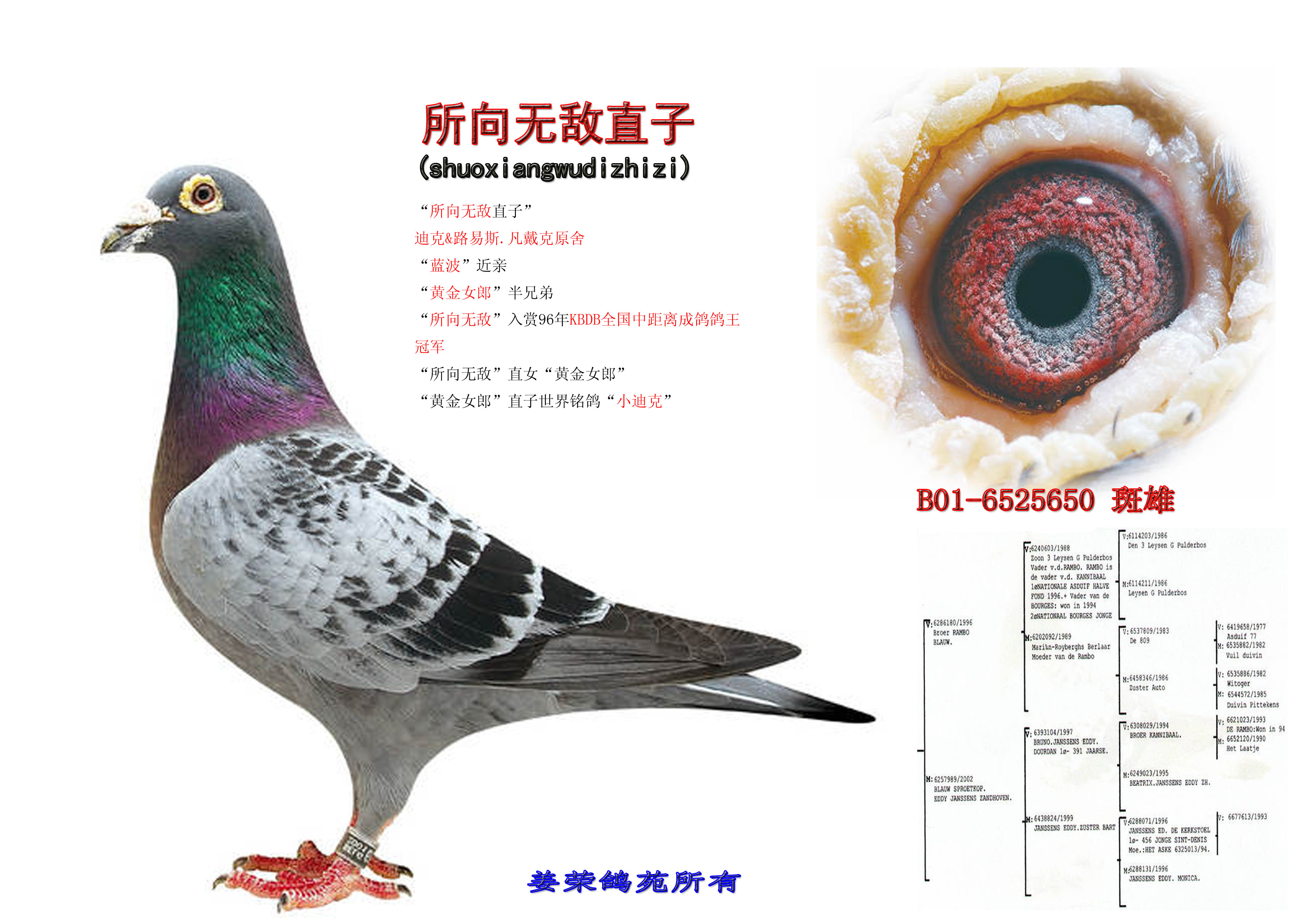 北京老炮儿鸽子图片