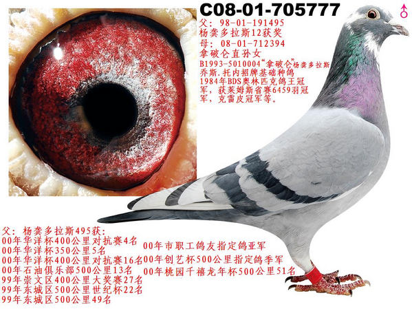 乔斯托内拿破仑血系