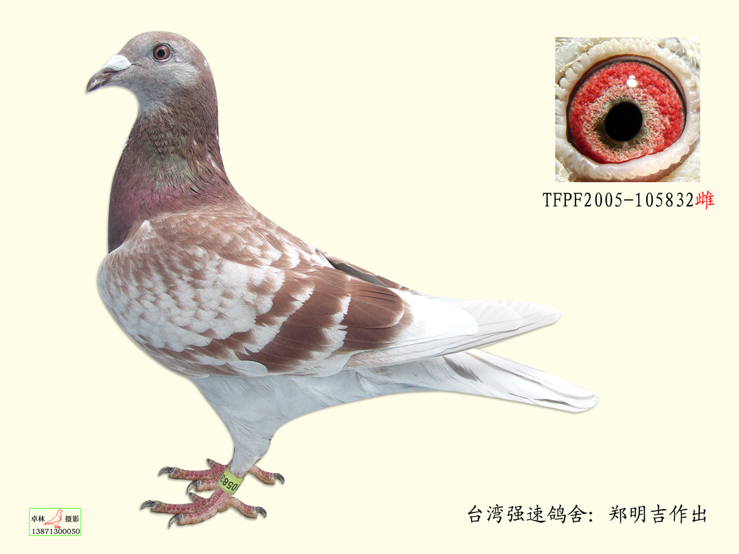 红狐731曾孙