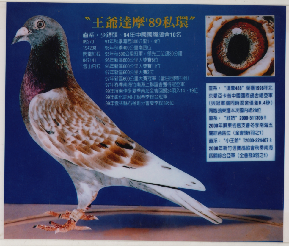 小达摩系鸽系神奇119图图片