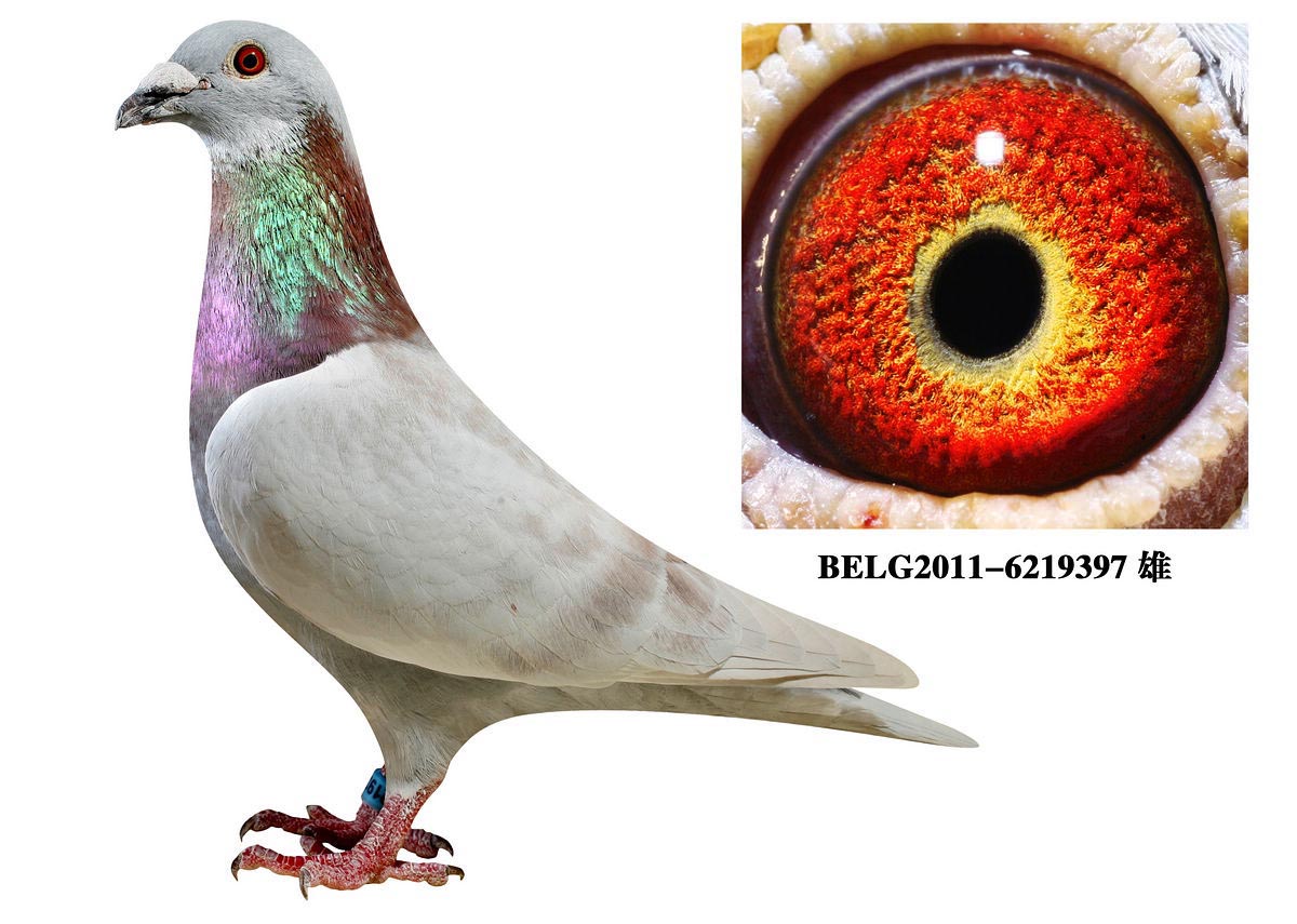 红色可兰普_东北天龙鸽苑_ag188.com爱鸽商城_中国信鸽信息网