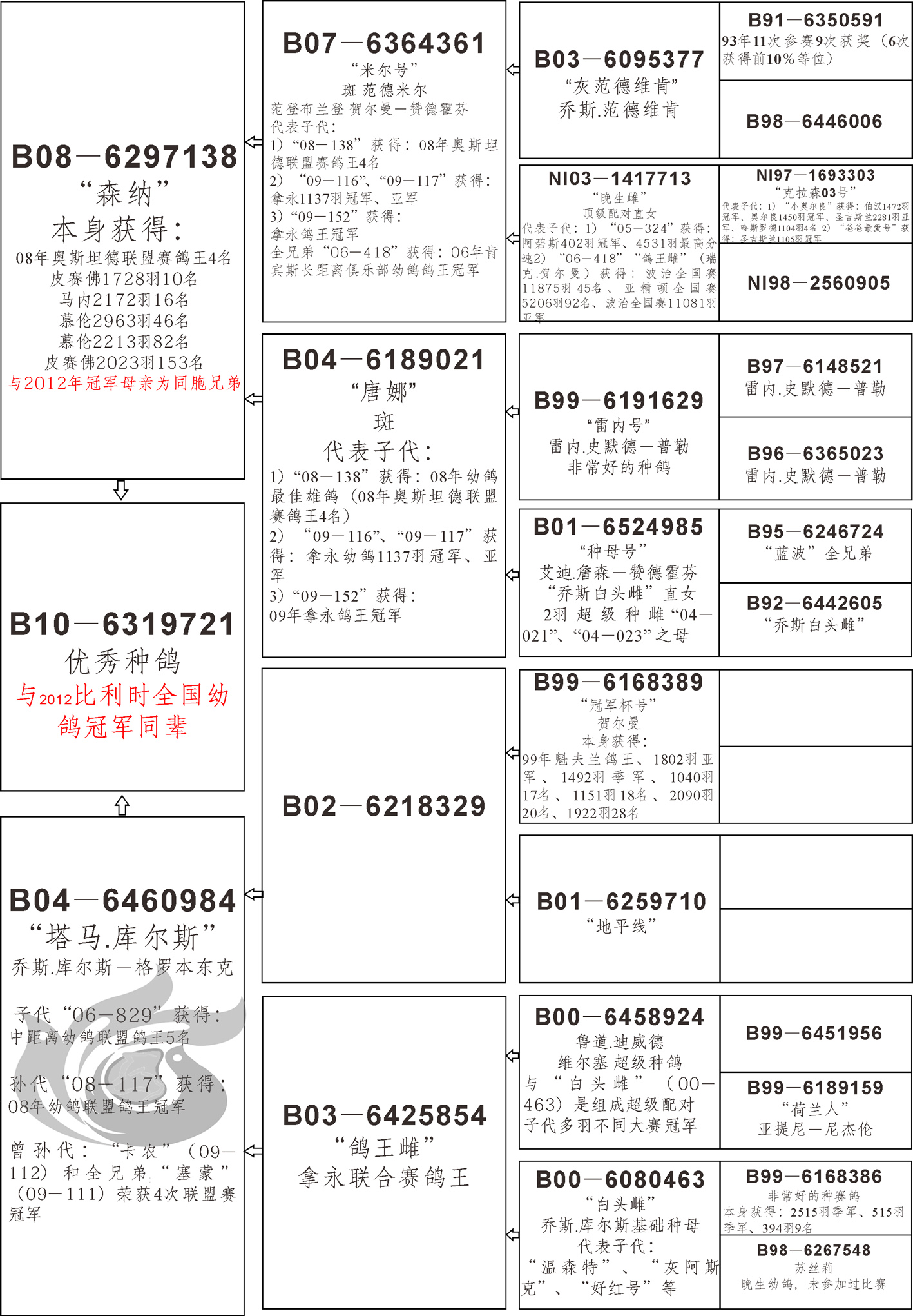 凡戴克鸽系血统来源图片