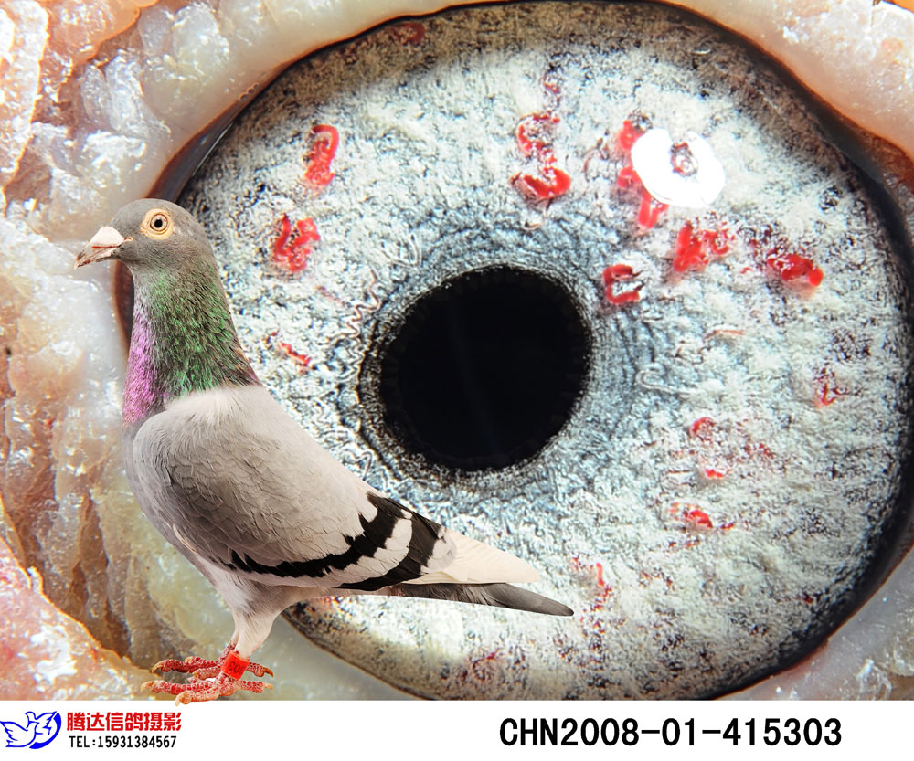 信鸽特征编 号:190635鸽 名:珍珠眼羽 色:灰白条眼 砂:珍珠眼收 藏:2
