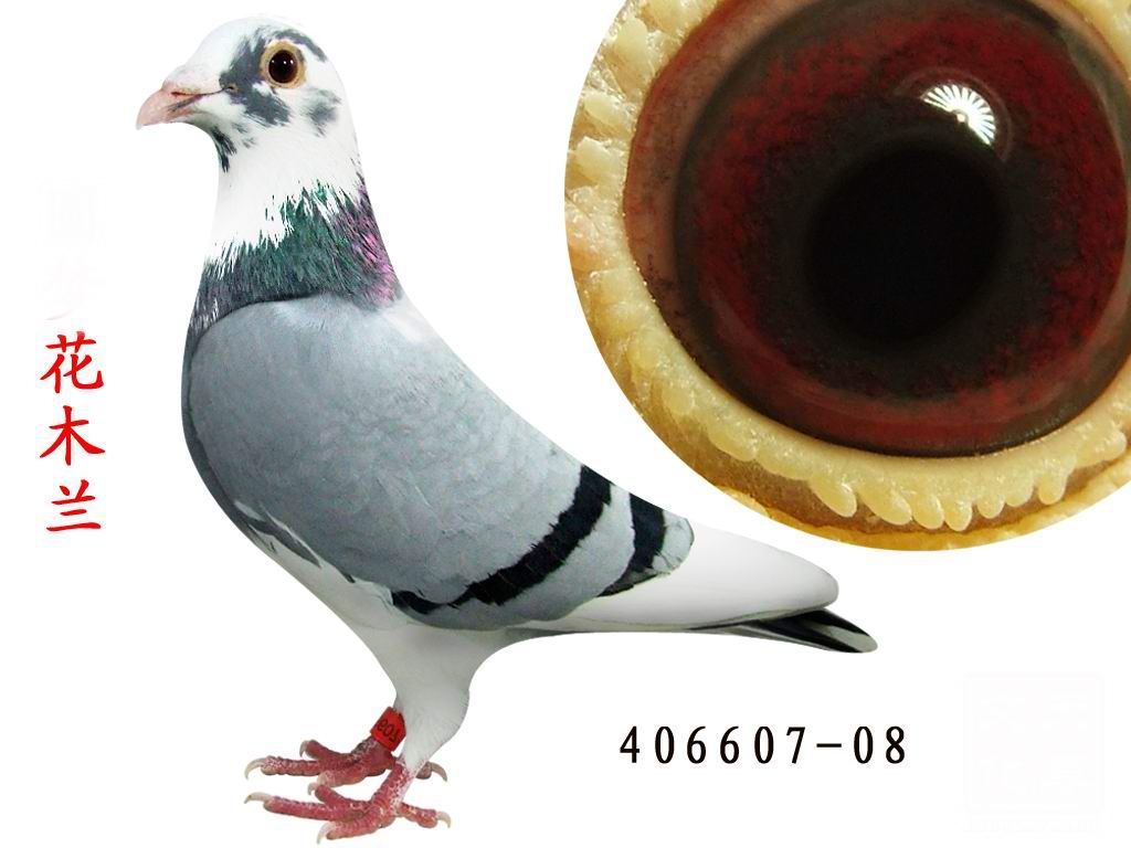 电脑花木兰种鸽图片图片