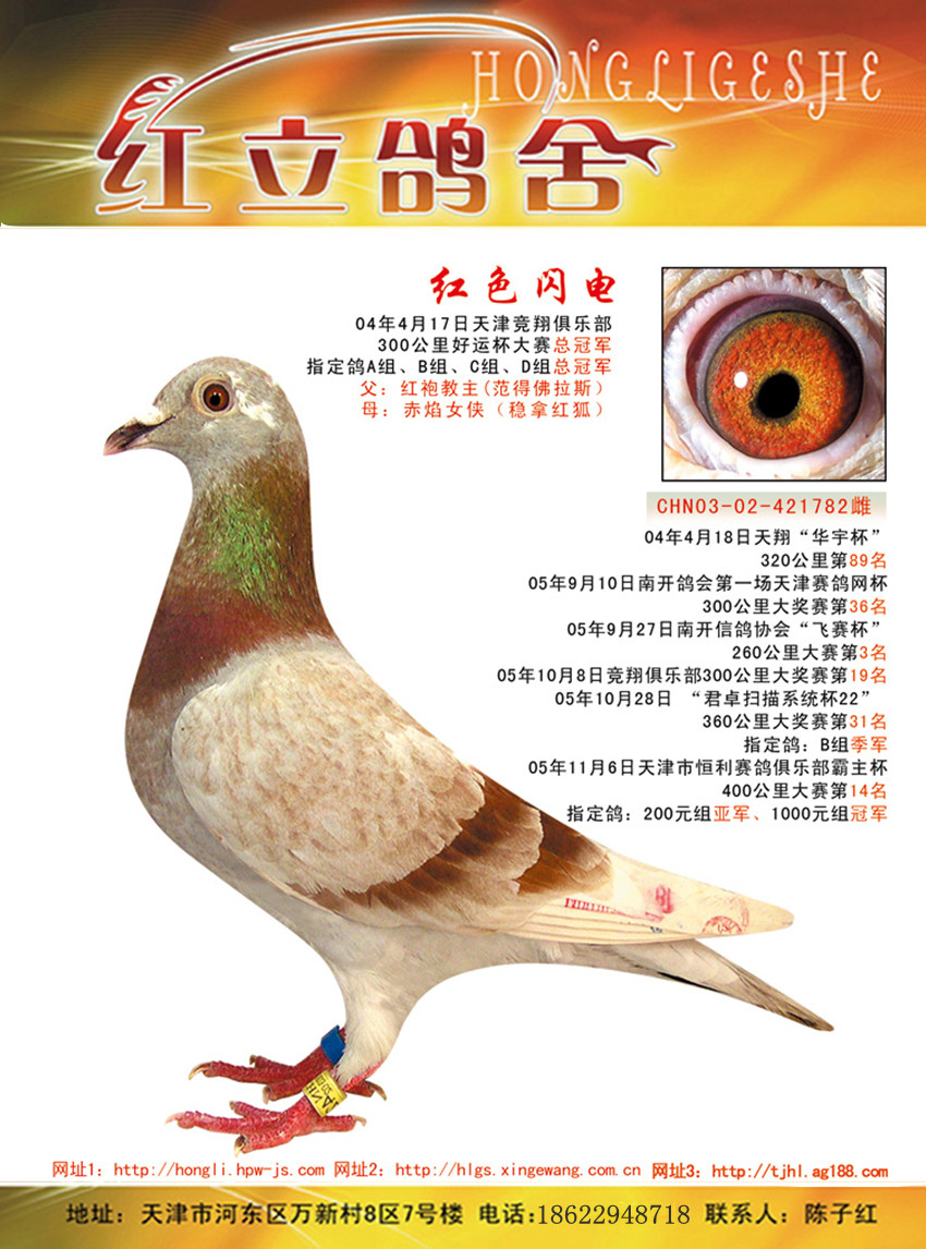 红色闪电(已出售)_红立鸽舍_ag188.com爱鸽商城_中国信鸽信息网