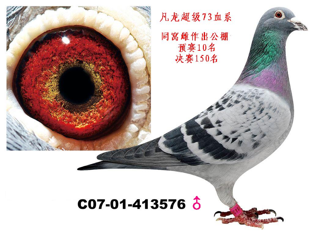 凡龙超级73血系-北京星河鸽舍-中信网爱鸽商城