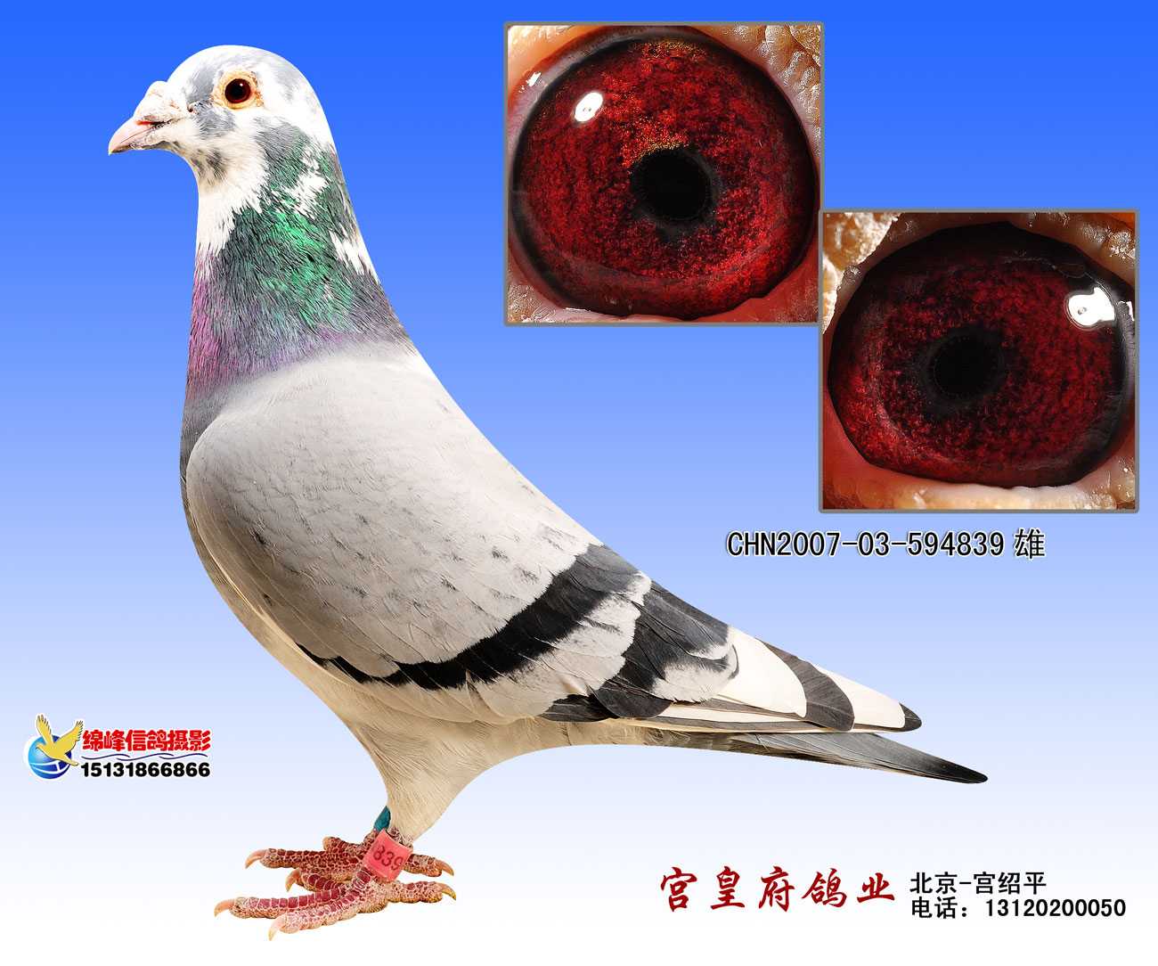 北京宫皇府鸽业