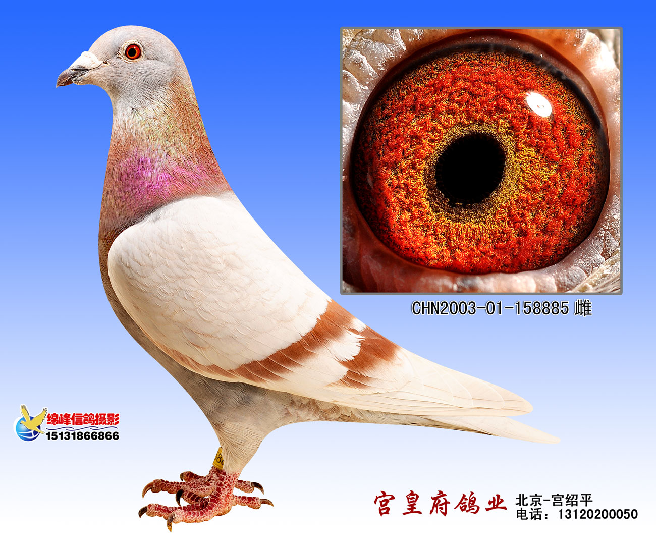 詹森红狐731直孙女_北京宫皇府鸽业_ ag188.com爱鸽商城_中信网