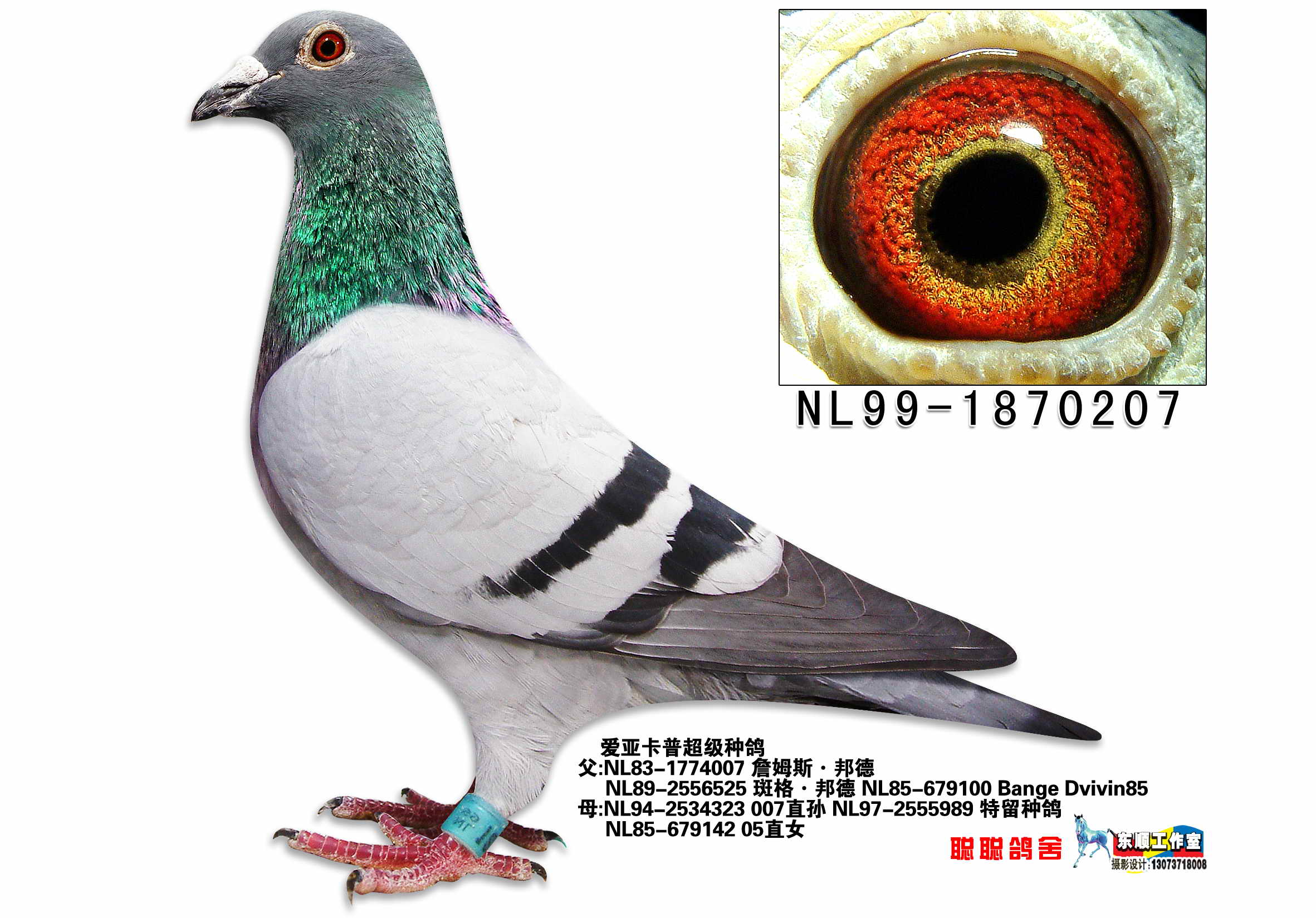 詹姆斯邦德007直孙_景元赛鸽_ ag188.com爱鸽商城_中信网