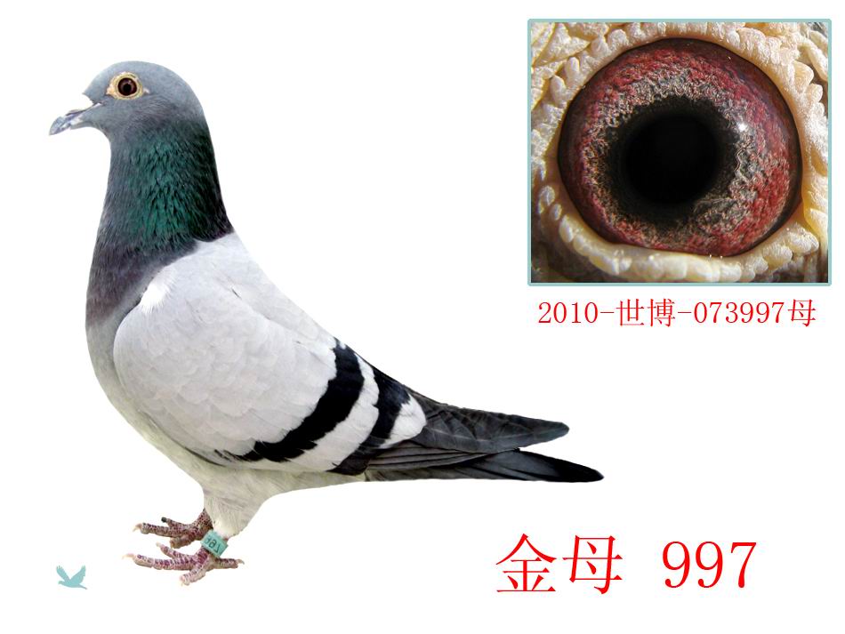 金母997-卧龙轩-中信网爱鸽商城