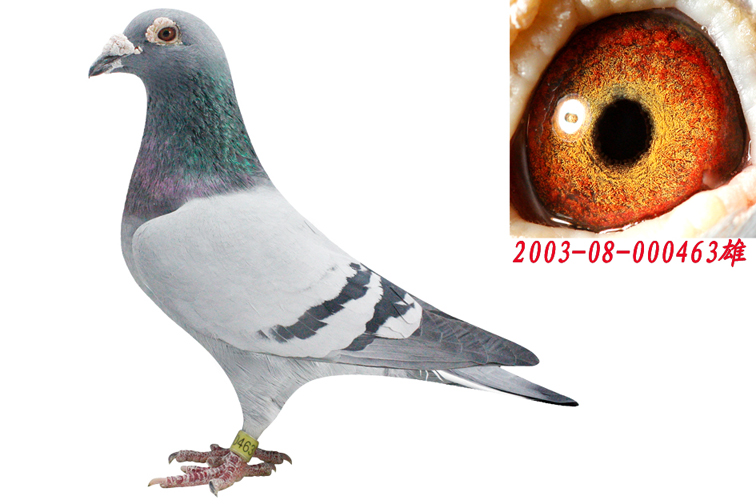 霍夫肯463-东北强龙鸽舍-中信网爱鸽商城