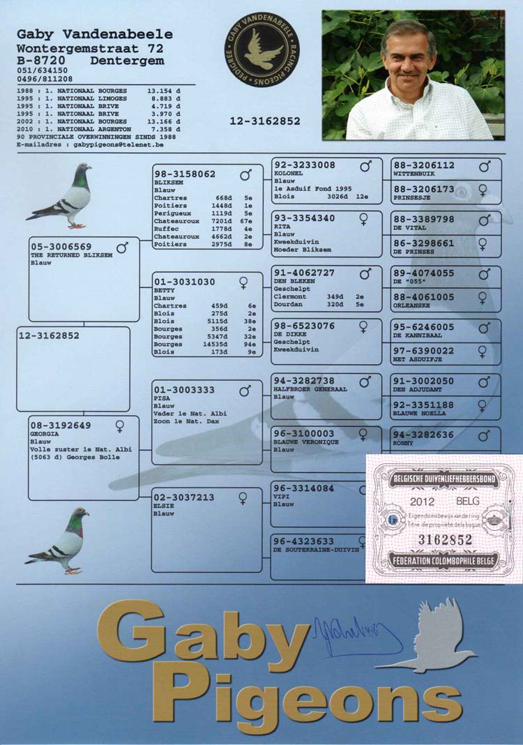 com爱鸽商城_中国信鸽信息网