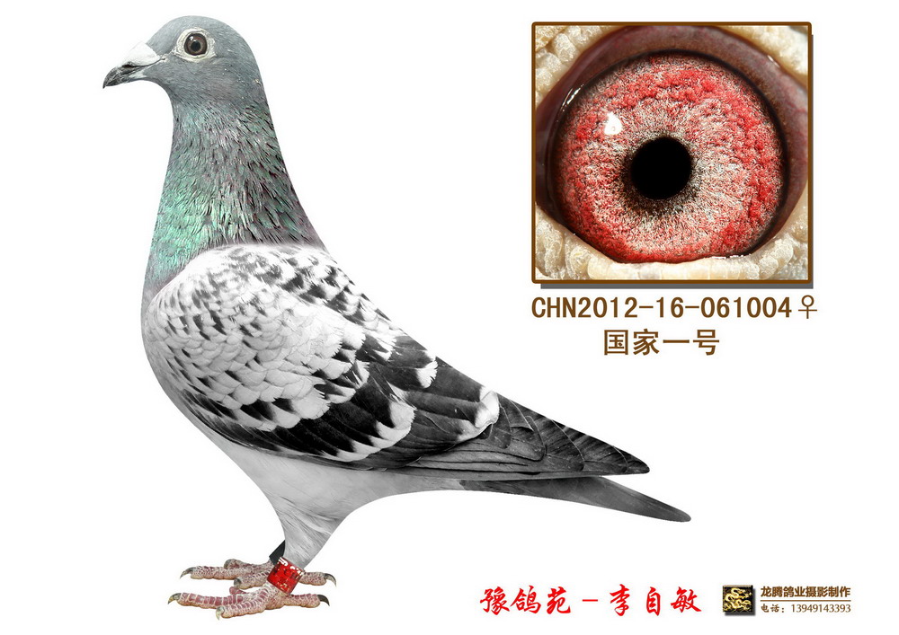 国家一号_豫鸽苑_ag188.com爱鸽商城_中国信鸽信息网