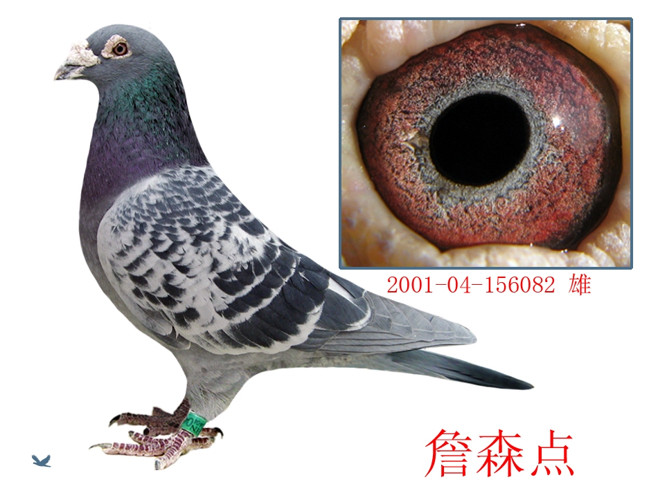 詹森点_卧龙轩_ ag188.com爱鸽商城_中国信鸽信息网