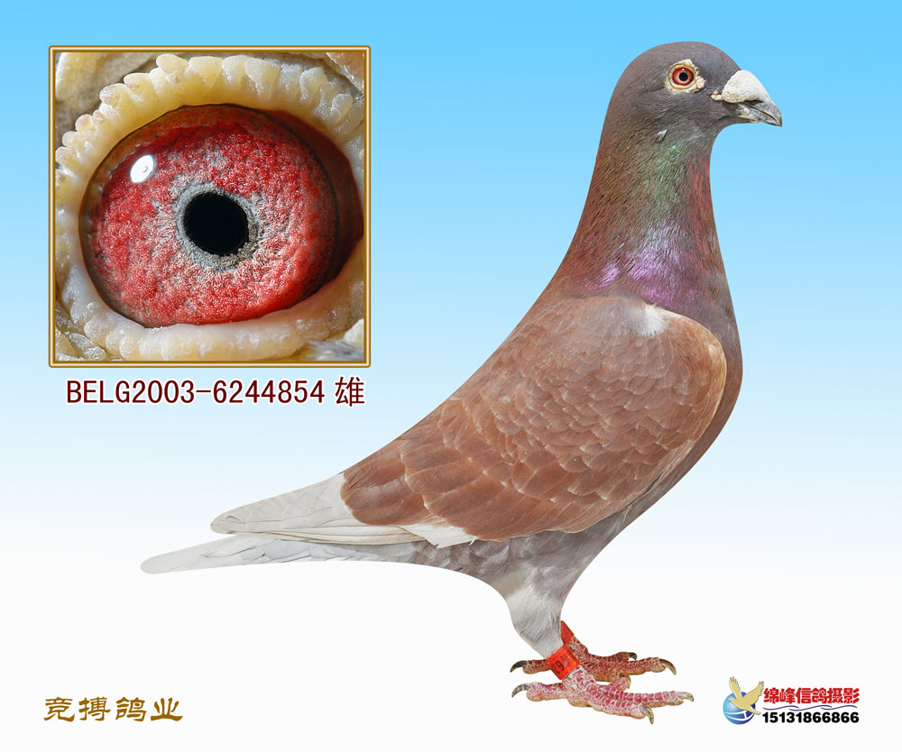 小红直孙(已售)