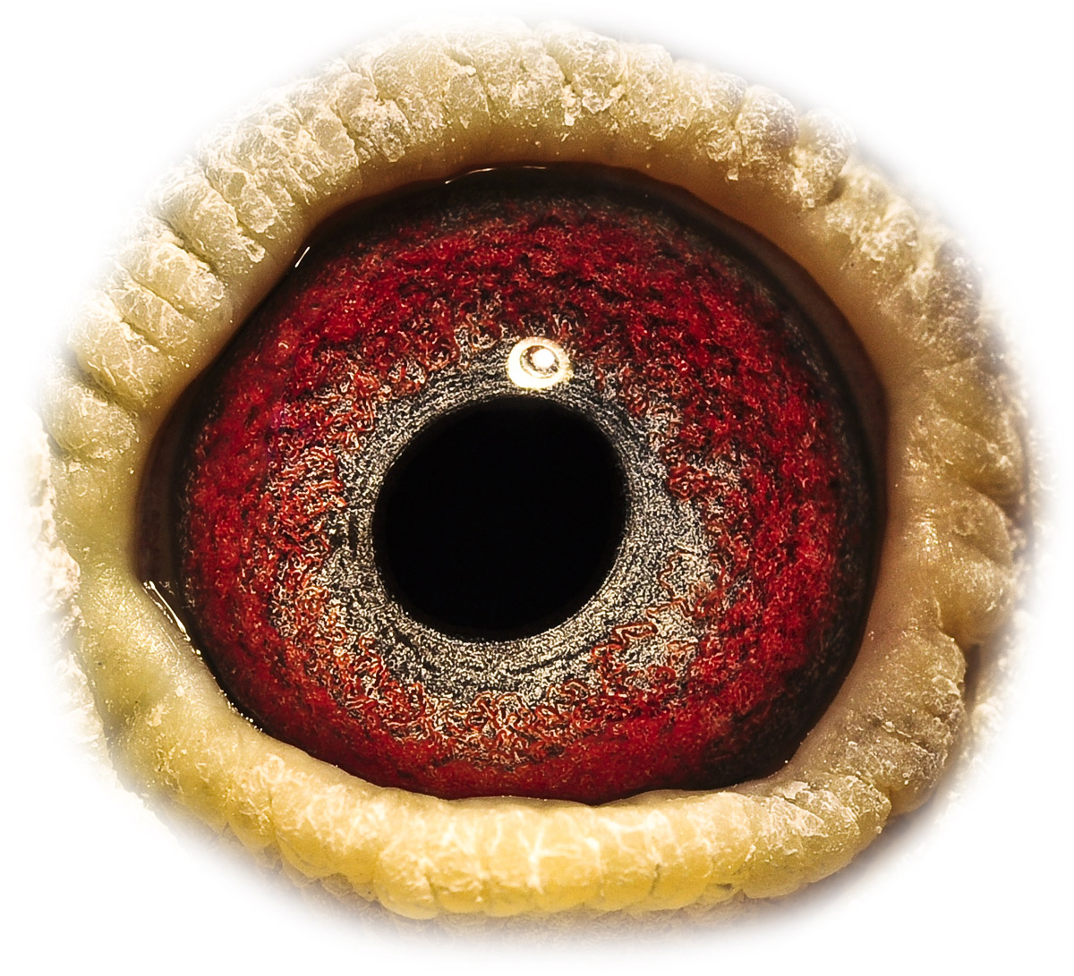 qq 鸽友圈 相关图片   信鸽特征                 编 号: 170109