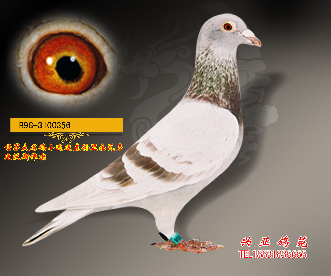 世界大名鸽小迪迪近亲回血